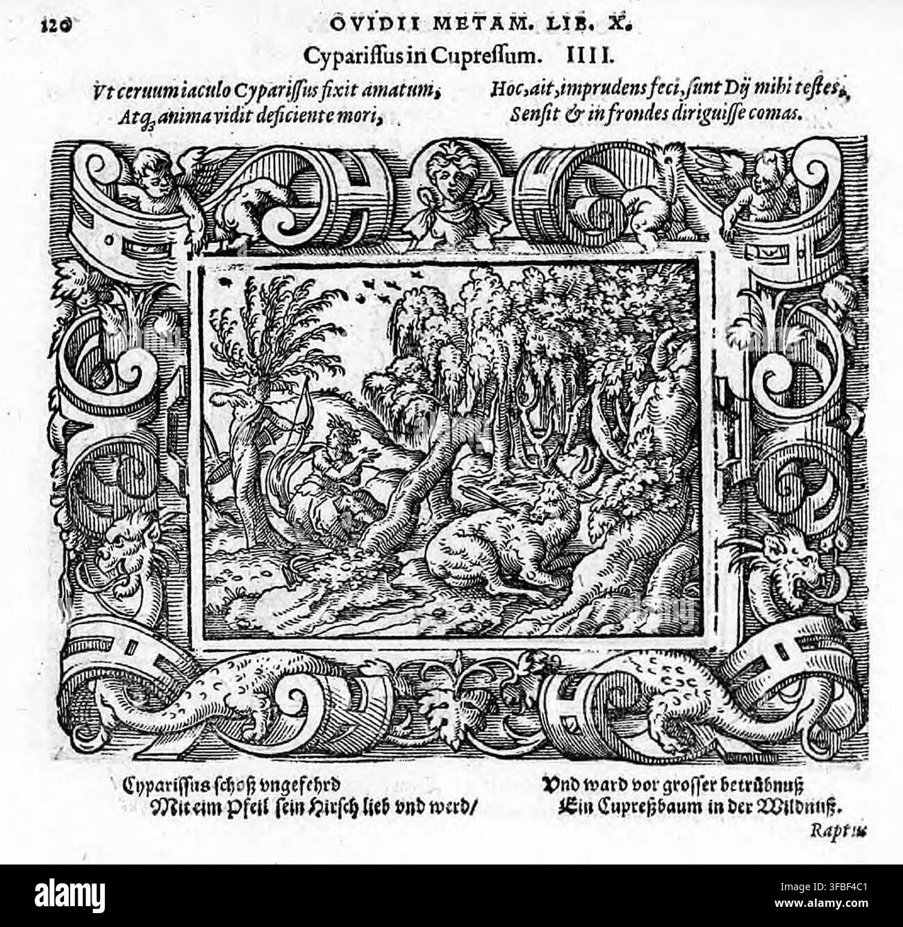 Un'illustrazione a xilografia del 1569 tratta dalle Metamorfosi di Ovidio, libro 10, che presenta la figura mitologica di Ciparisso, che uccise accidentalmente il suo amato cervo e fu trasformato in una quercia, come descritto nel testo accompagnatorio. Foto Stock