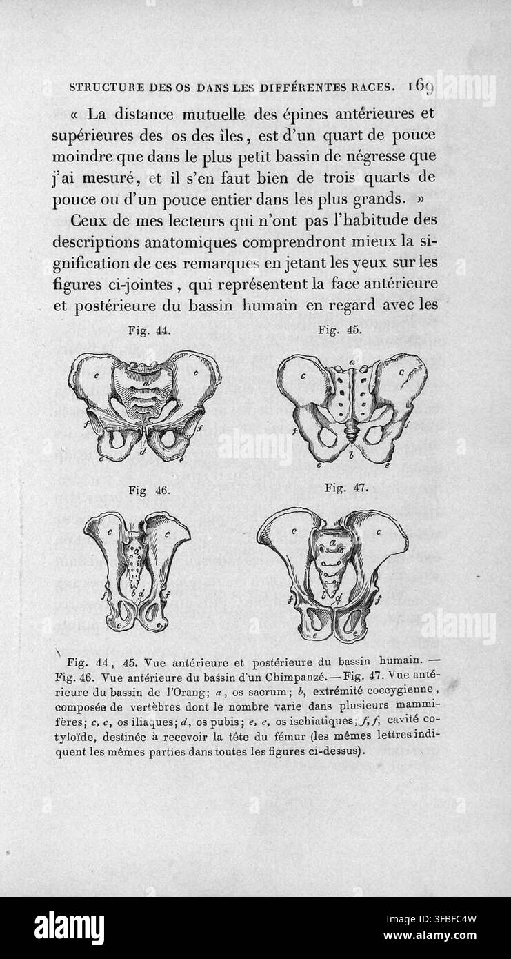 Una pagina di un libro del 1843 sull'anatomia umana, che discute la struttura delle ossa in diverse razze, con un confronto di misurazioni specifiche tra esemplari umani. Foto Stock