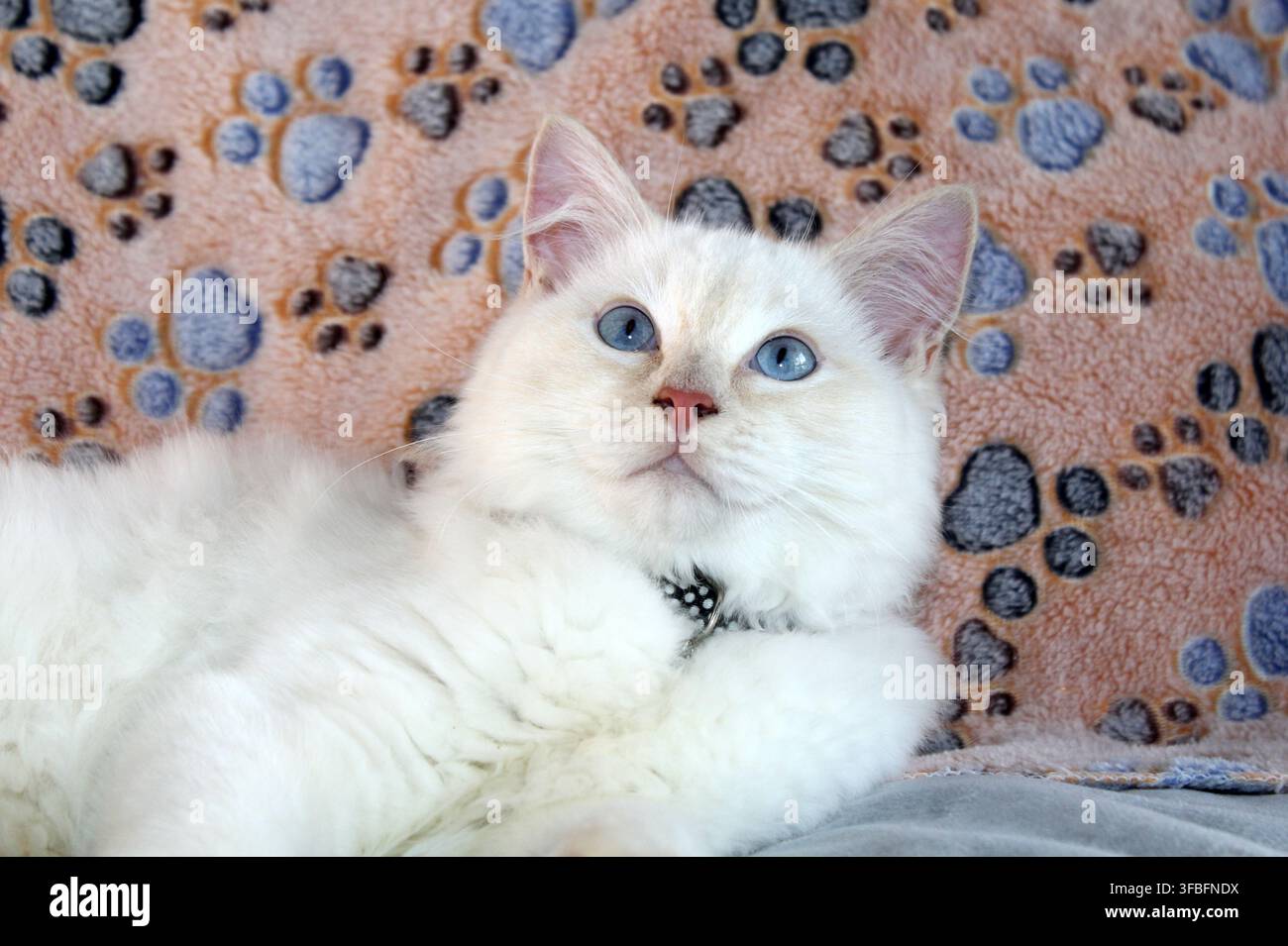 Un bellissimo gatto ragdoll rosso a punti con vivaci occhi blu che guarda verso l'alto mentre riposa su una coperta con impronte di zampe Foto Stock