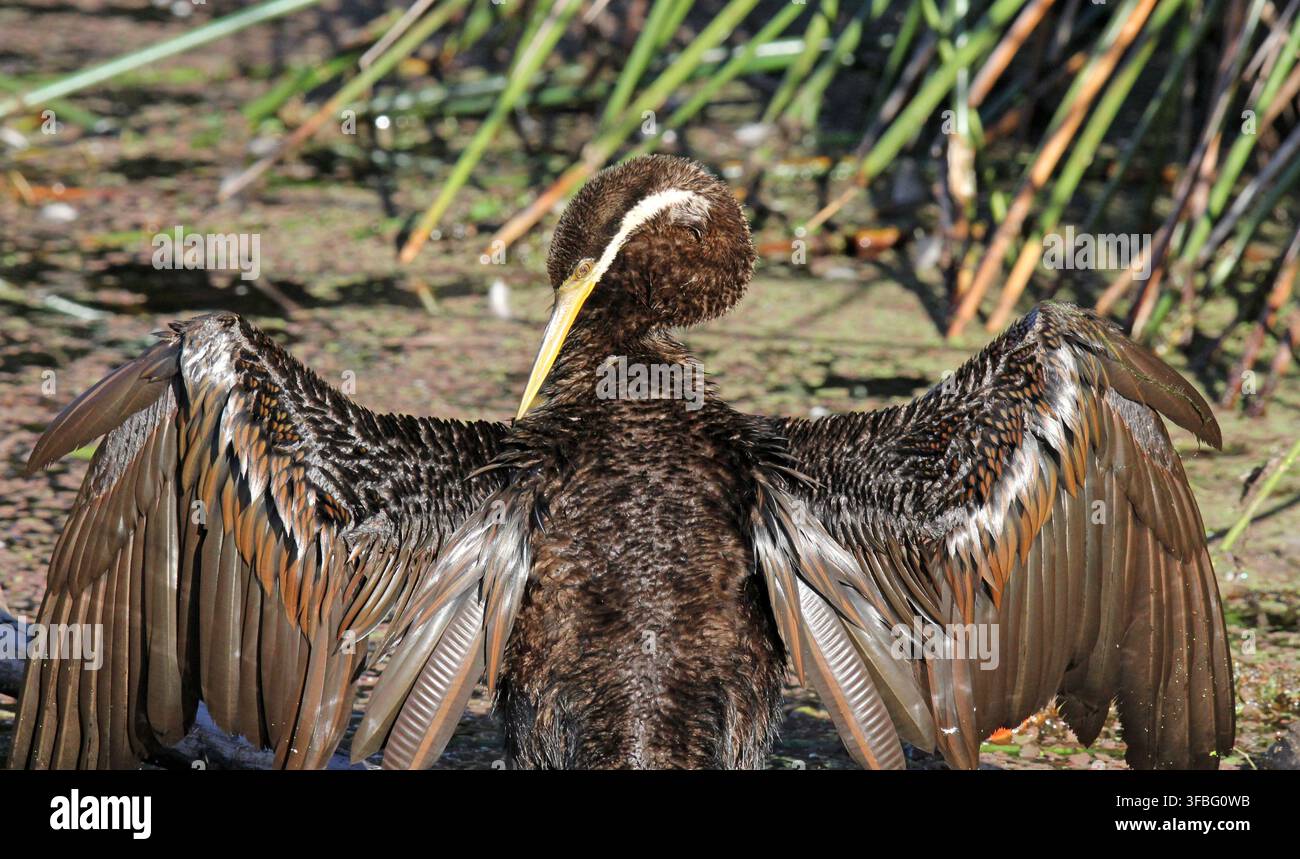 Un martin pescatore australasiano visto di spalle con le sue grandi ali marroni aperte per asciugarsi al sole Foto Stock