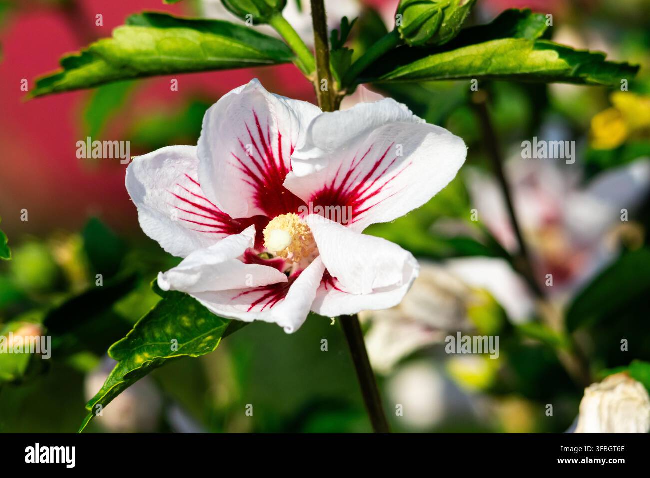 Ibisco bianco con una gola rosso vivace fiorisce nella luce brillante del giardino mostrando petali setosi e uno stame punteggiato di polline su foglie morbide e bokeh rosa Foto Stock