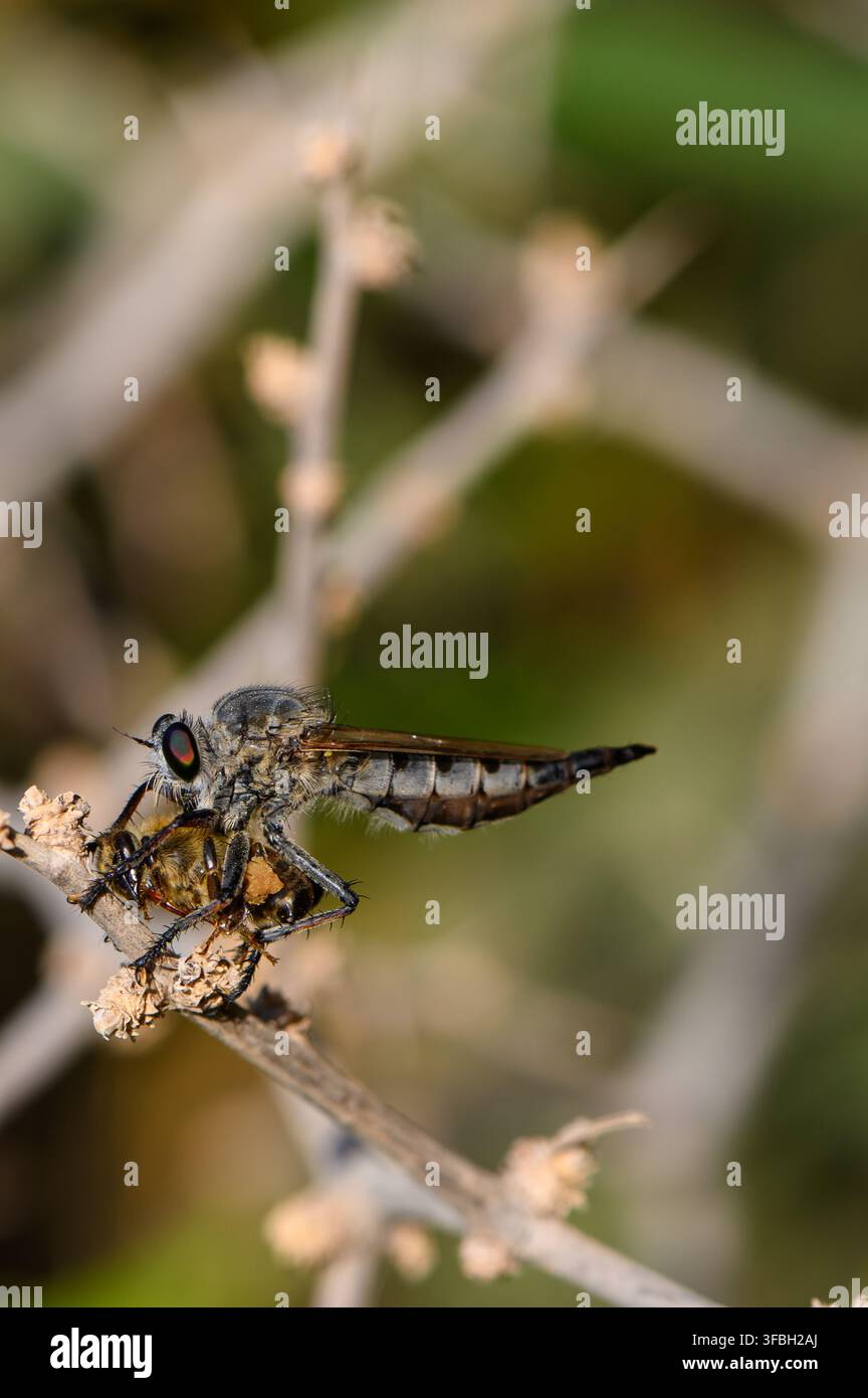 Primo piano di una mosca rapinatrice che afferra un'ape morta su un ramo, mettendo in risalto gli istinti di caccia naturali nei minimi dettagli. Foto Stock