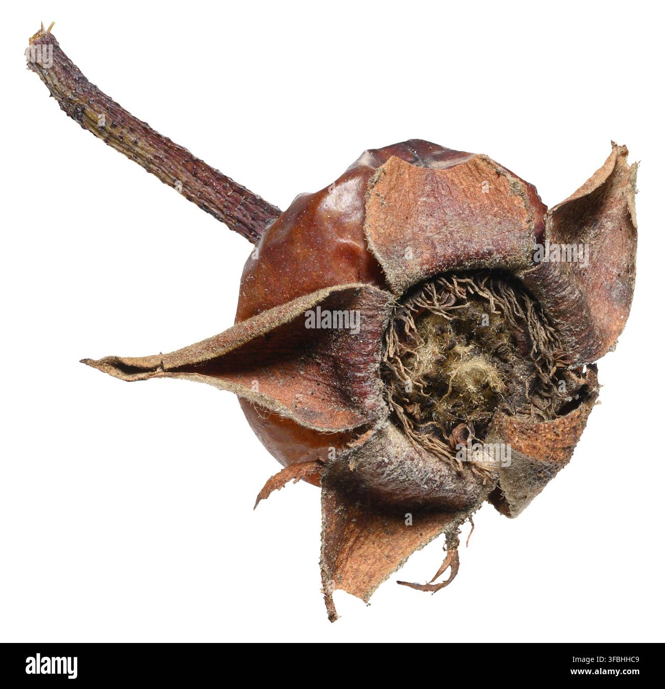 Bacca di rosehip secca con stelo e petali conservati, sfondo isolato Foto Stock