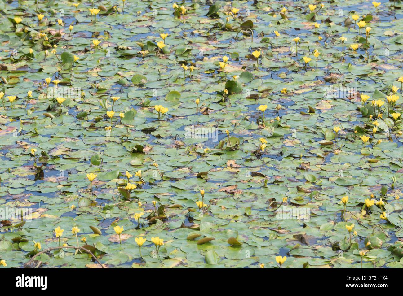Ninfeo frastagliato (Nymphoides peltata) che cresce sul lago nel Mount Pleasant Park, Washington, Tyne and Wear, Inghilterra, Regno Unito Foto Stock