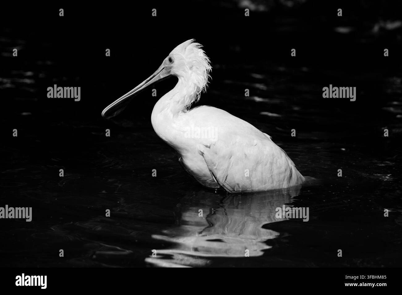 Un pispollo bianco è in acqua bassa, alla ricerca di cibo. L'ambientazione è naturale e tranquilla, con un po' di luce che si riflette sulla superficie. Questa scena mostra il comportamento concentrato dell'uccello mentre caccia. Foto Stock