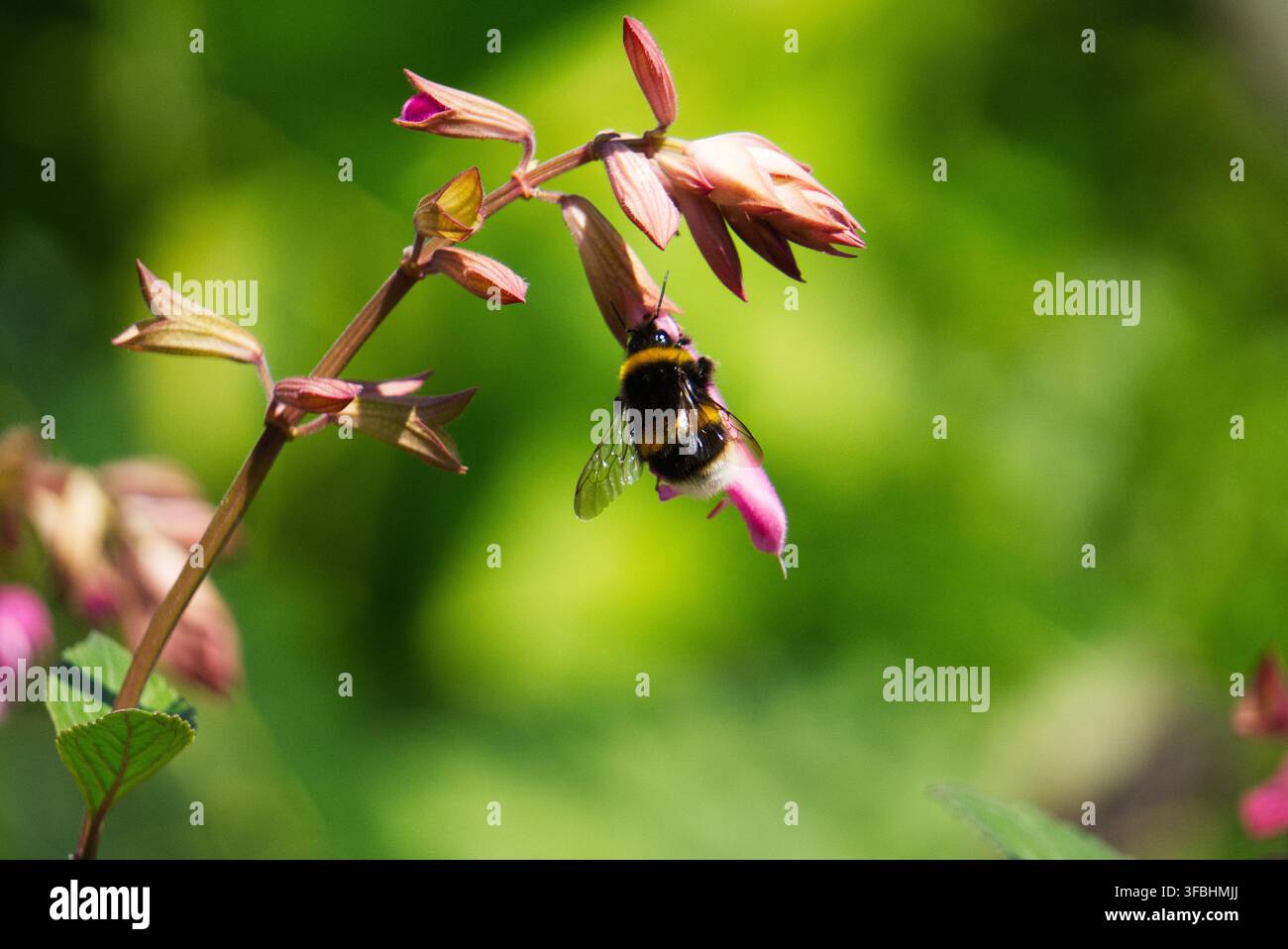 Bumblebee (Bombus) appeso a testa in giù mentre estrae il nettare da uno stelo di fiore di salvia rosa (Salvia) in un giardino illuminato dal sole, scatto macro. Foto Stock