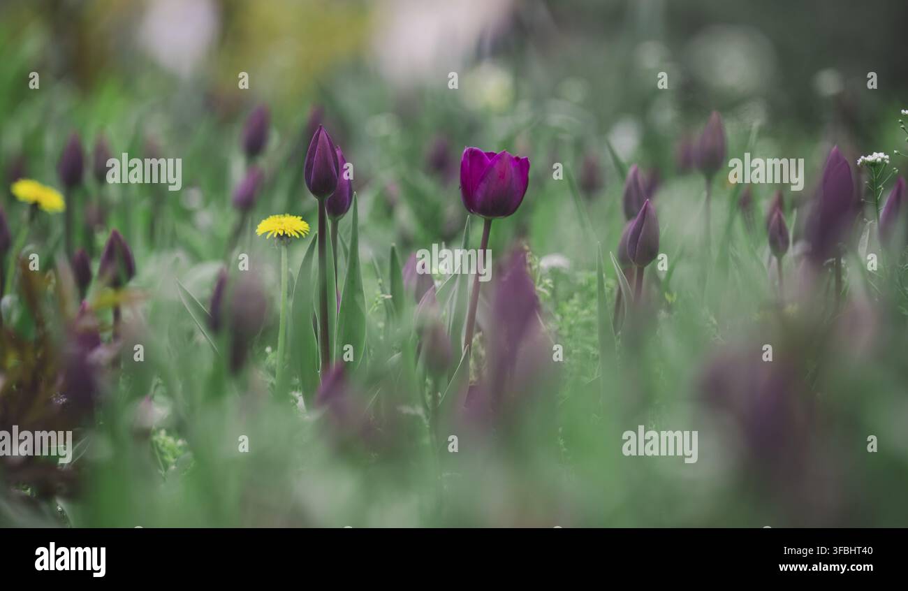 Tulipani viola sul prato con erba verde Foto Stock