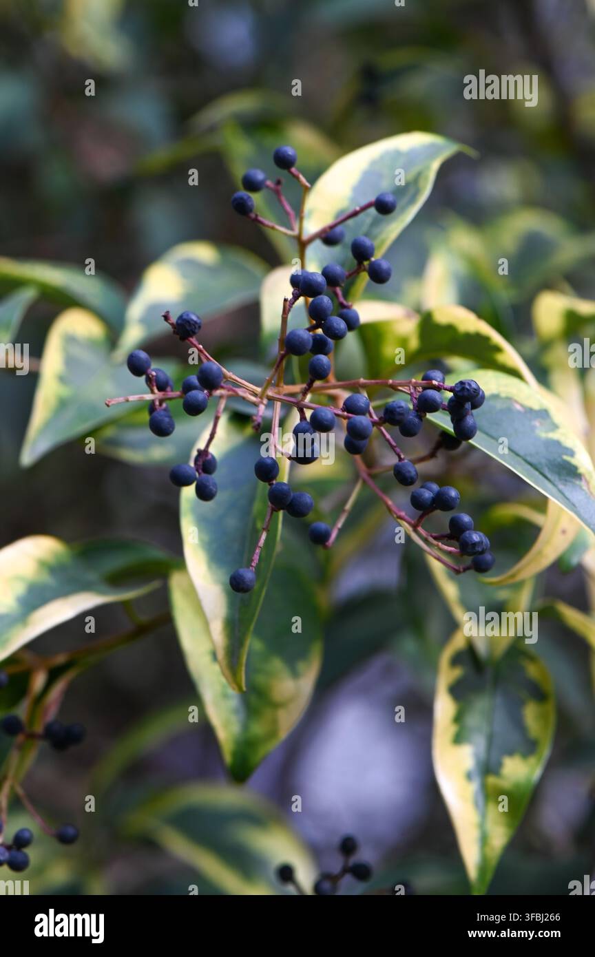 Ligustrum lucidum, noto anche come privet lucido, è un arbusto sempreverde o semi sempreverde comunemente usato nel giardinaggio ornamentale e nel paesaggio. Cattura Foto Stock