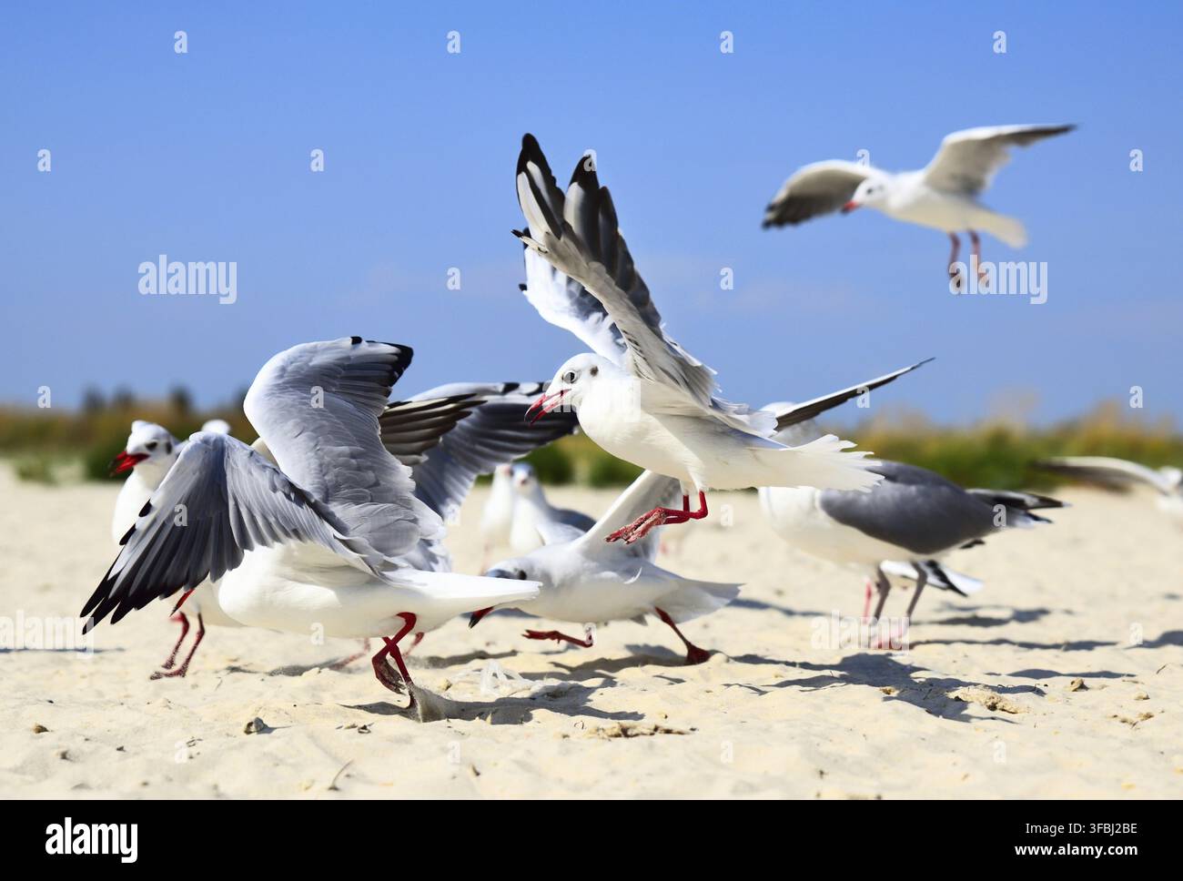 Stormo di gabbiani in volo su di una spiaggia di sabbia, giorno di estate Foto Stock