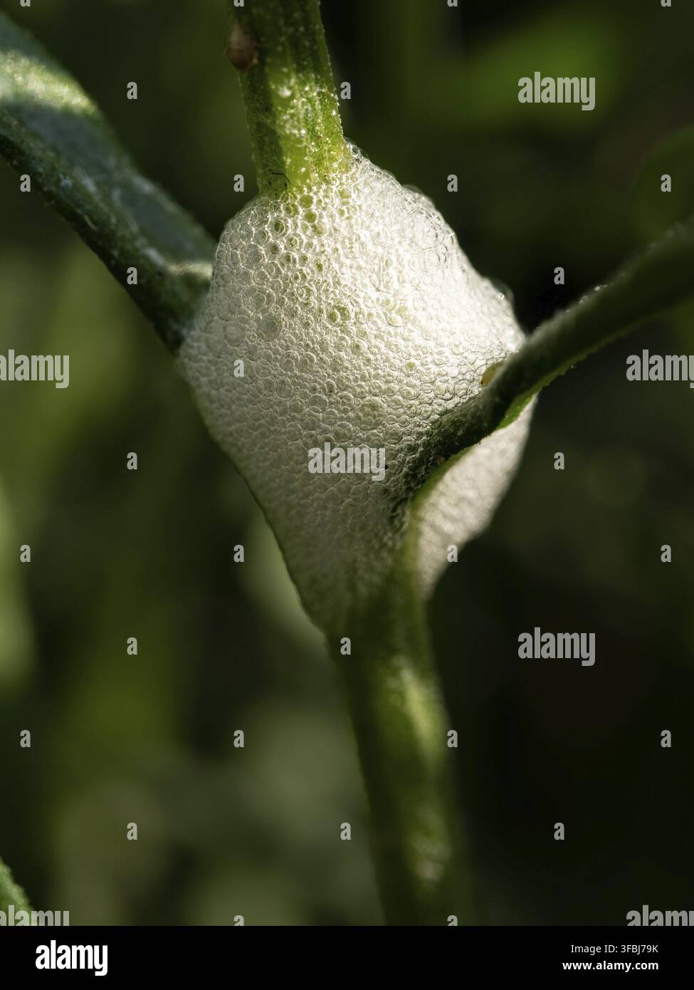 Cuckoo spit creato da Froghopper Ninfe Foto Stock