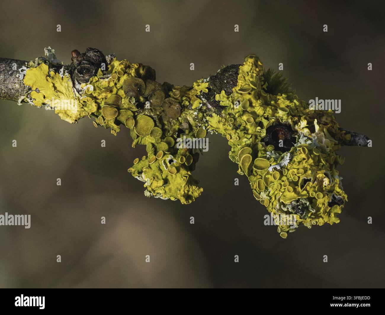 Lichene marino di scoppio del sole (Xanthoria parietina) che cresce su un ramo d'albero Foto Stock