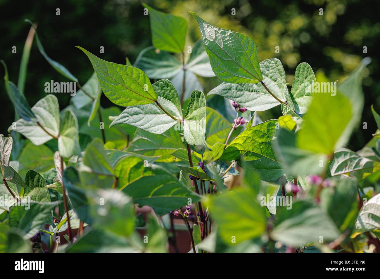 Foglie di fagiolini verdi che crescono in un giardino in Polonia Foto Stock