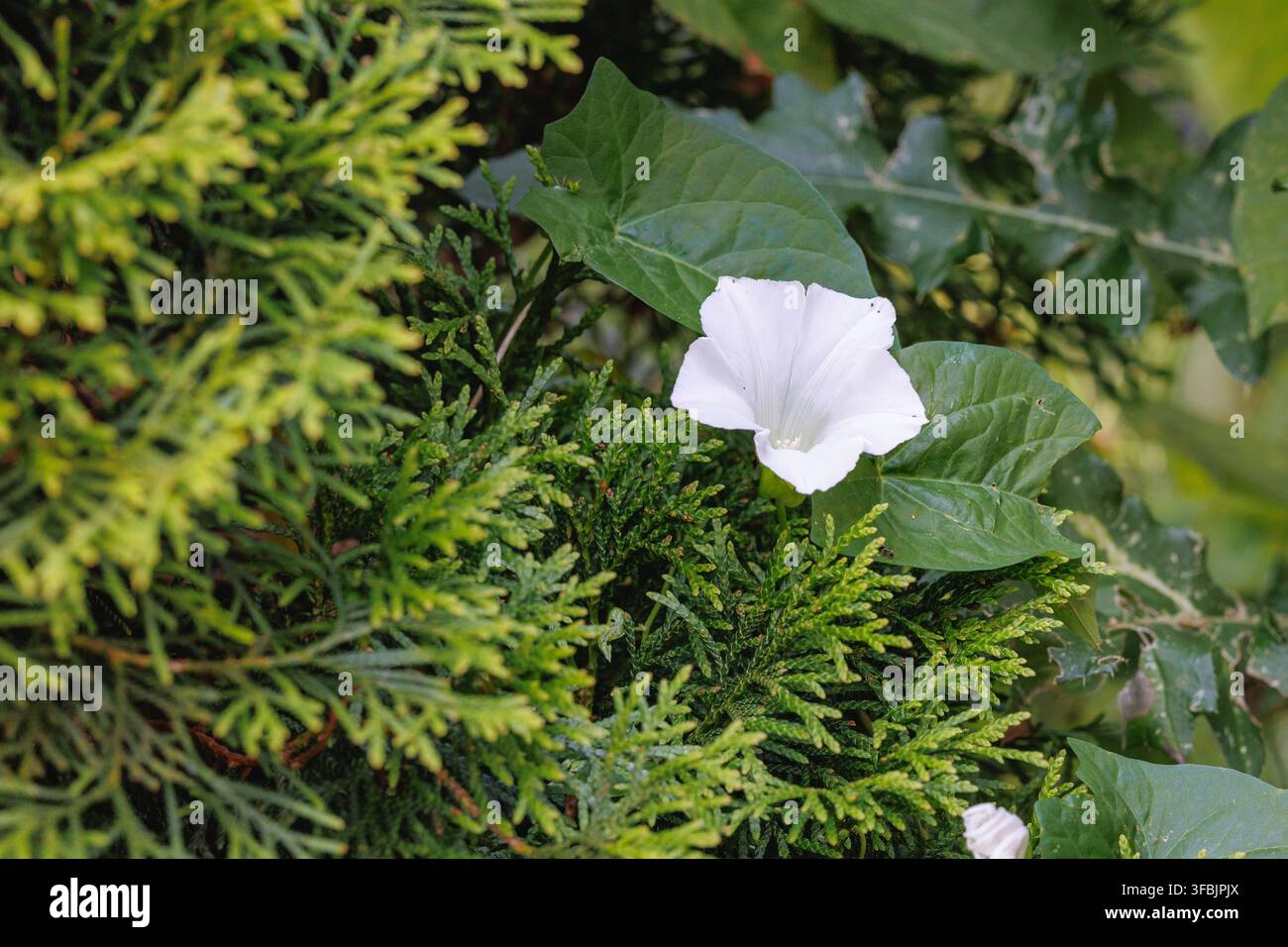 Fiore di convolvolo bianco che sboccia su rami di tuia in un giardino in Polonia Foto Stock