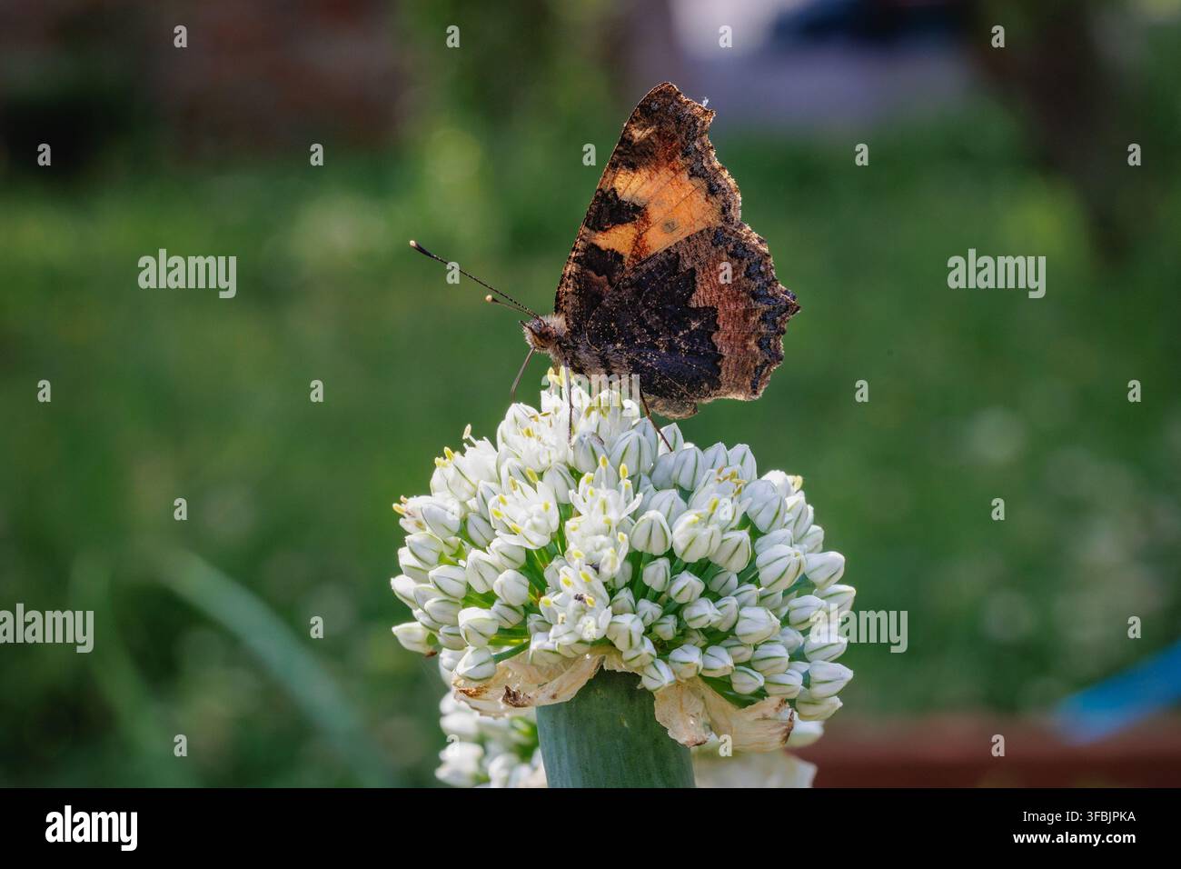 Piccola farfalla tortora seduta su un fiore di cipolla in fiore Foto Stock