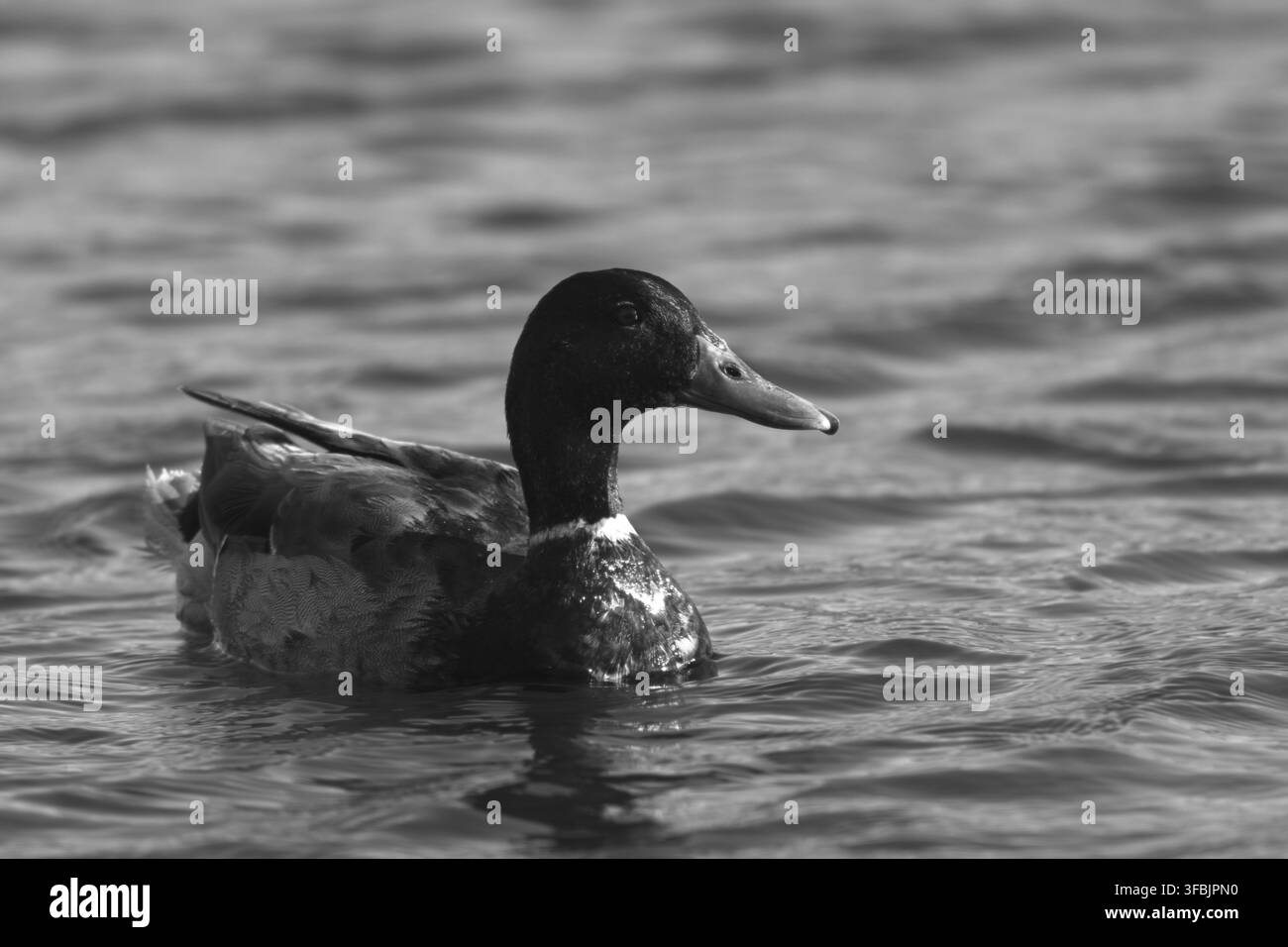 Anatra selvatica nuota attraverso l'acqua increspata della laguna blu di Long Beach. Foto Stock