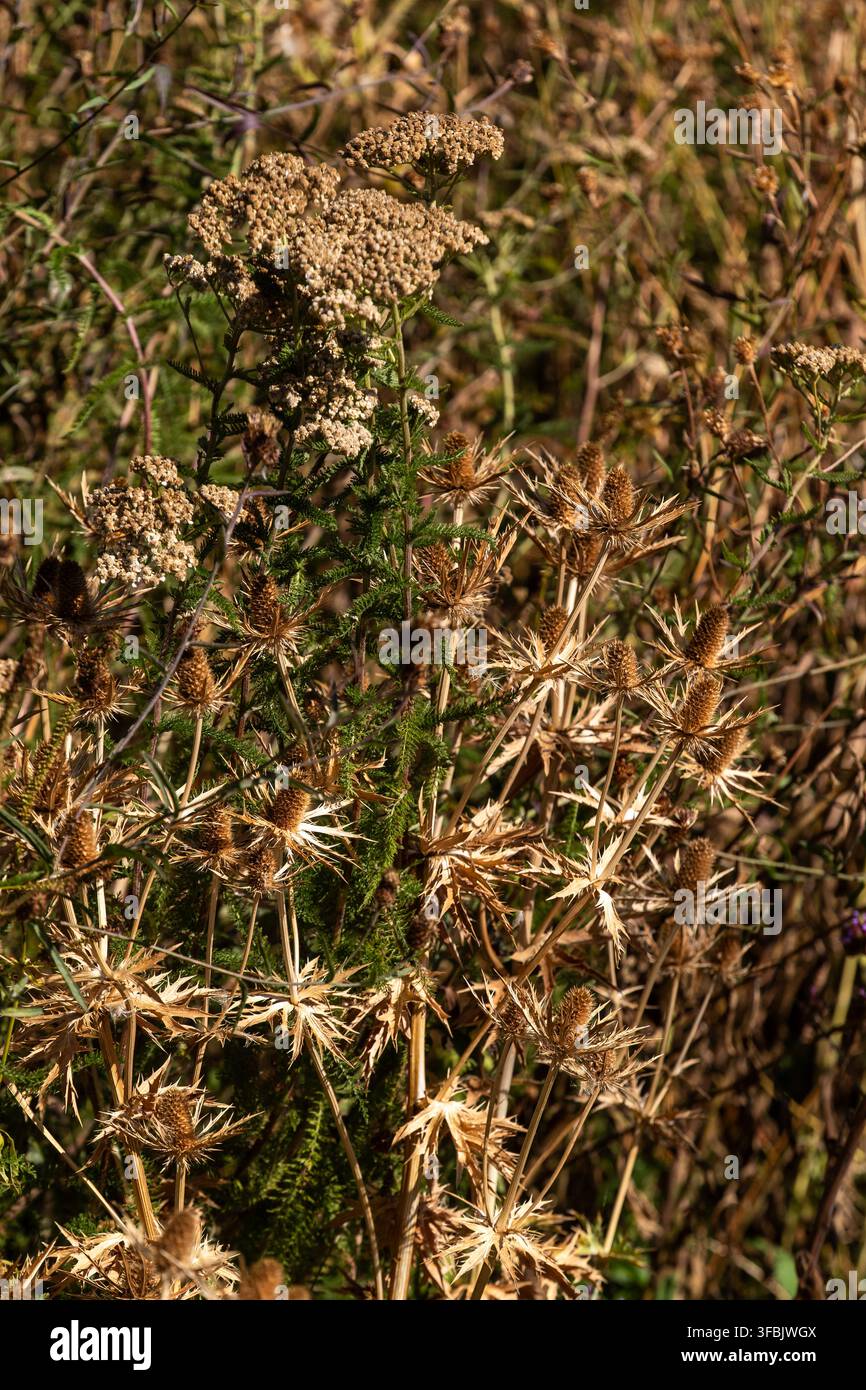 Capituli di semi di cardo nelle zone umide alla fine dell'estate. Foto Stock