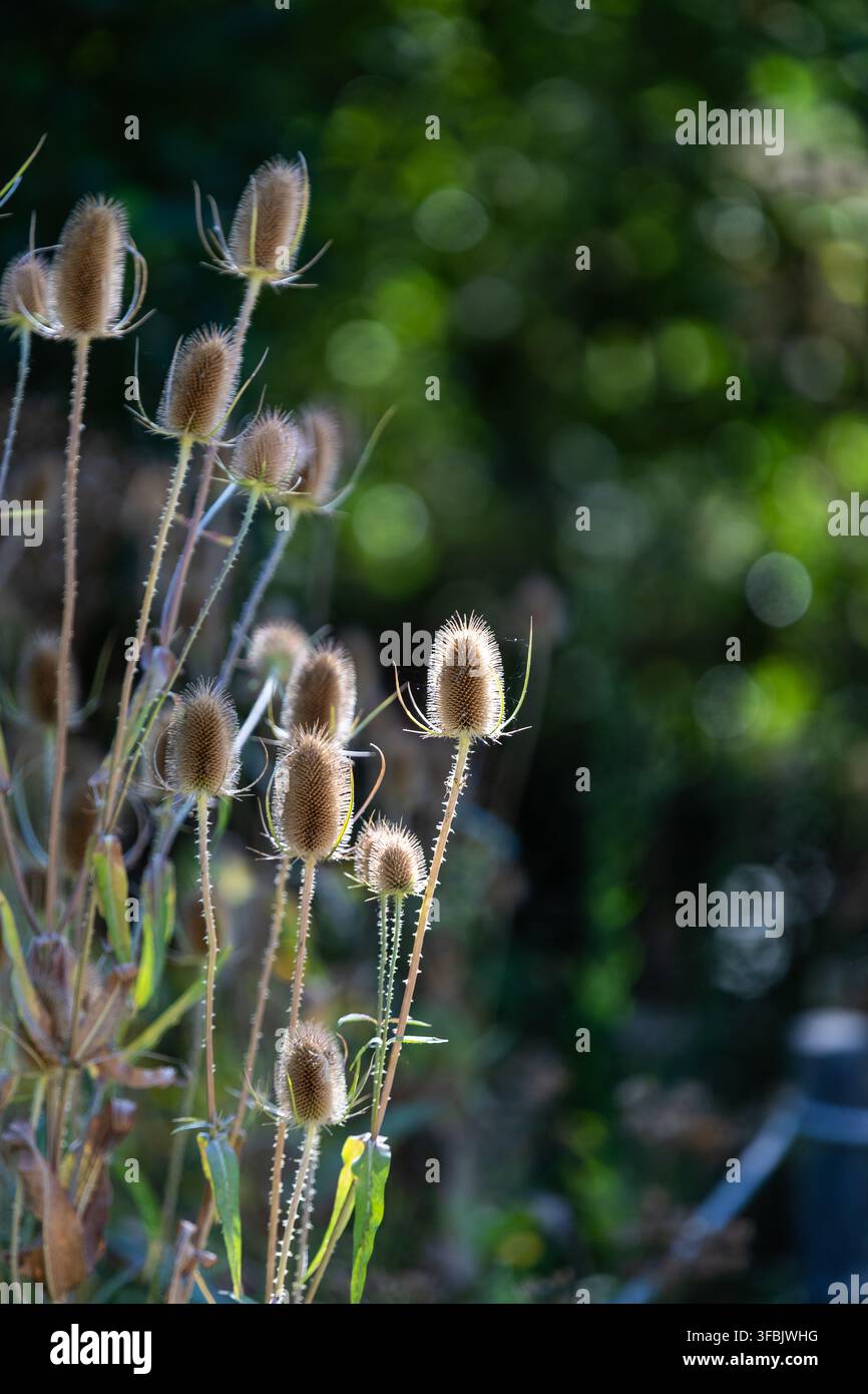 Capituli di semi di cardo nelle zone umide alla fine dell'estate. Foto Stock
