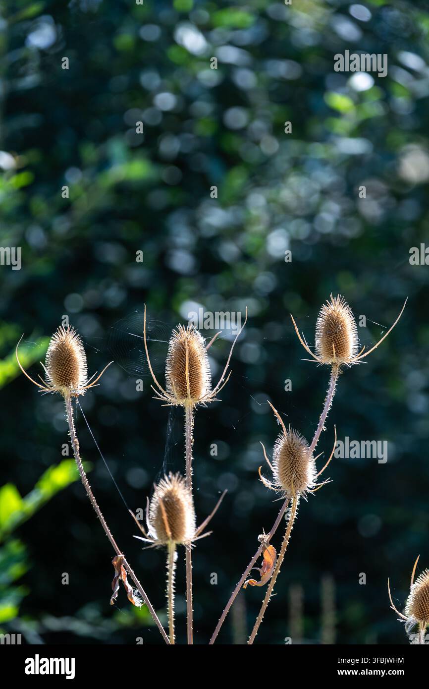Capituli di semi di cardo nelle zone umide alla fine dell'estate. Foto Stock