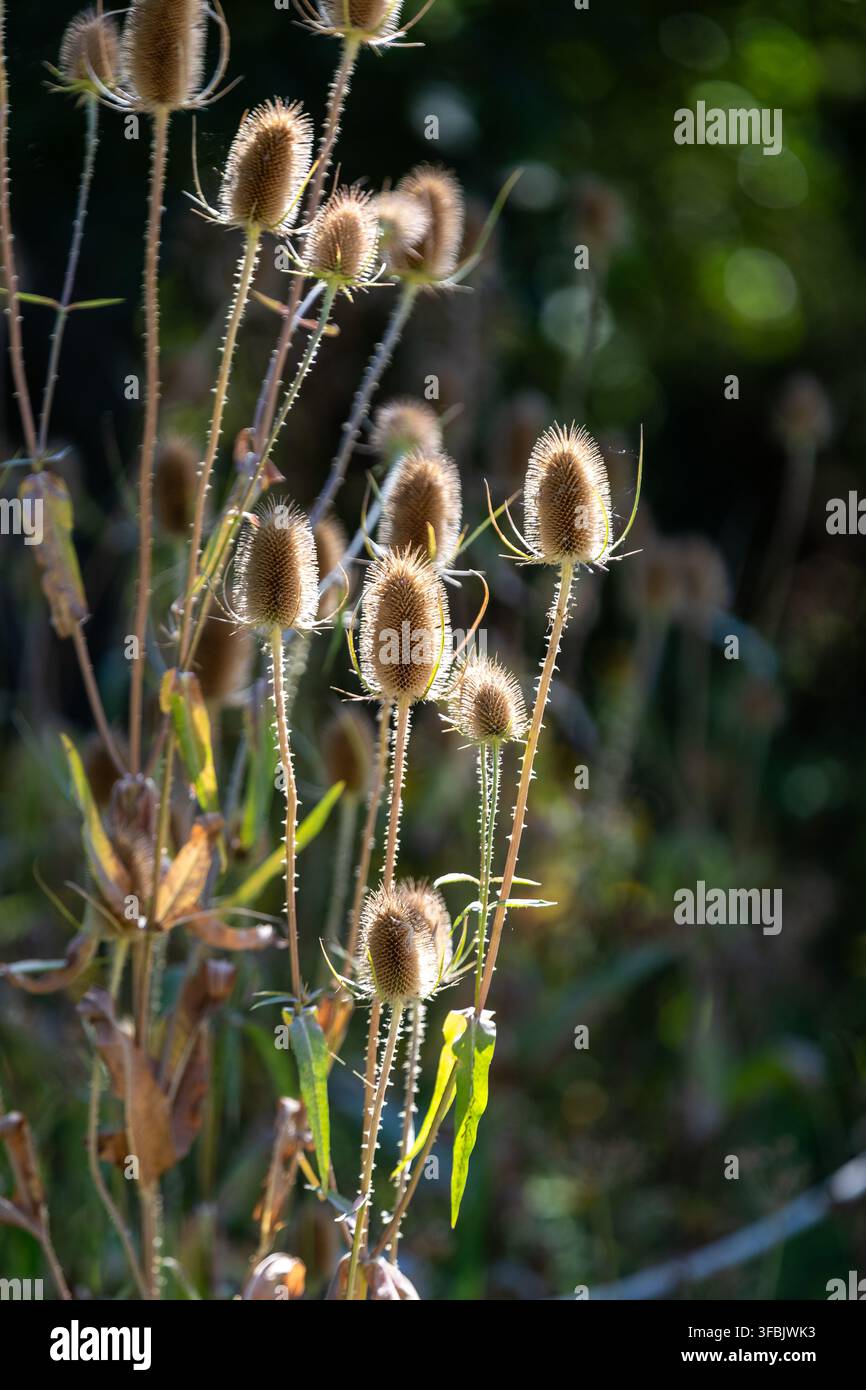 Capituli di semi di cardo nelle zone umide alla fine dell'estate. Foto Stock