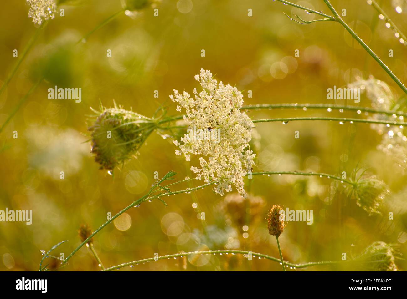 Ombrella di fiori di carota selvatica ricoperta di gocce d'acqua, circondata da steli verdi, foglie finemente divise e teste di semi in sviluppo nella vegetazione naturale Foto Stock