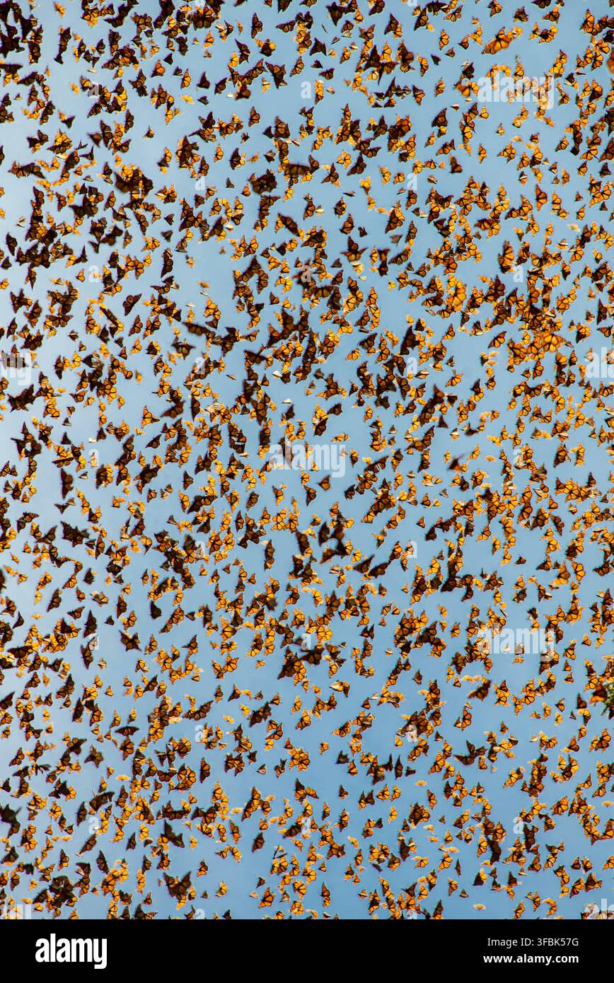 Vista di migliaia di farfalle monarca arancioni e nere che si affollano contro un cielo blu chiaro nel Santuario delle Farfalle Monarca El Rosario a Mineral d Foto Stock