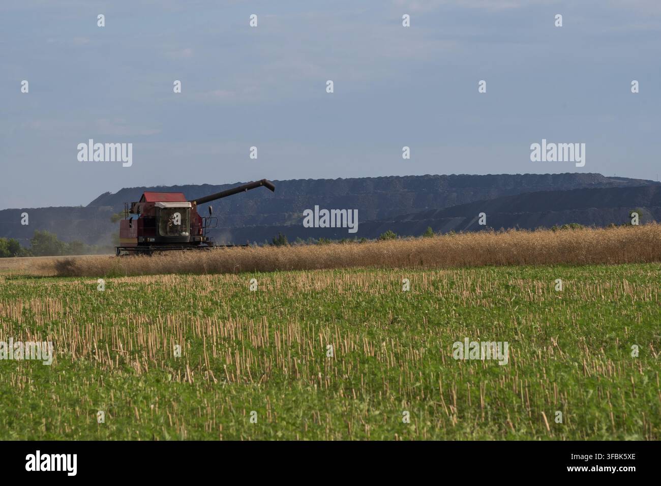 Un raccoglitore taglia piante di cereali mature e solleva polvere mentre raccoglie il raccolto durante la raccolta agricola estiva. Foto Stock