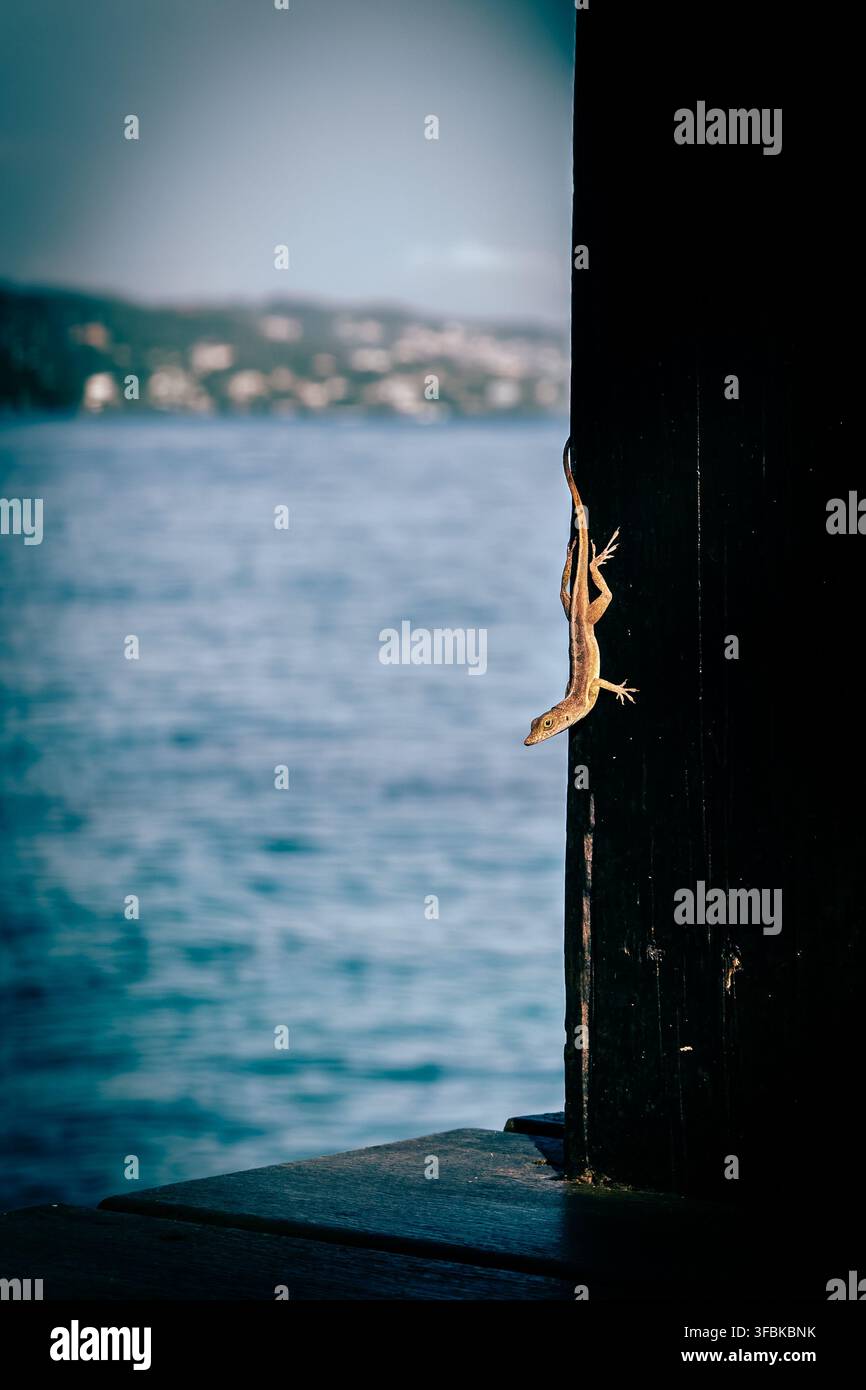 Geco aggrappato a un palo della veranda di una capanna di legno accanto al mare al resort GoldenEye, Oracabessa, Giamaica, con un paesaggio costiero sfocato in sottofondo - Immagine stock catturata con smartphone