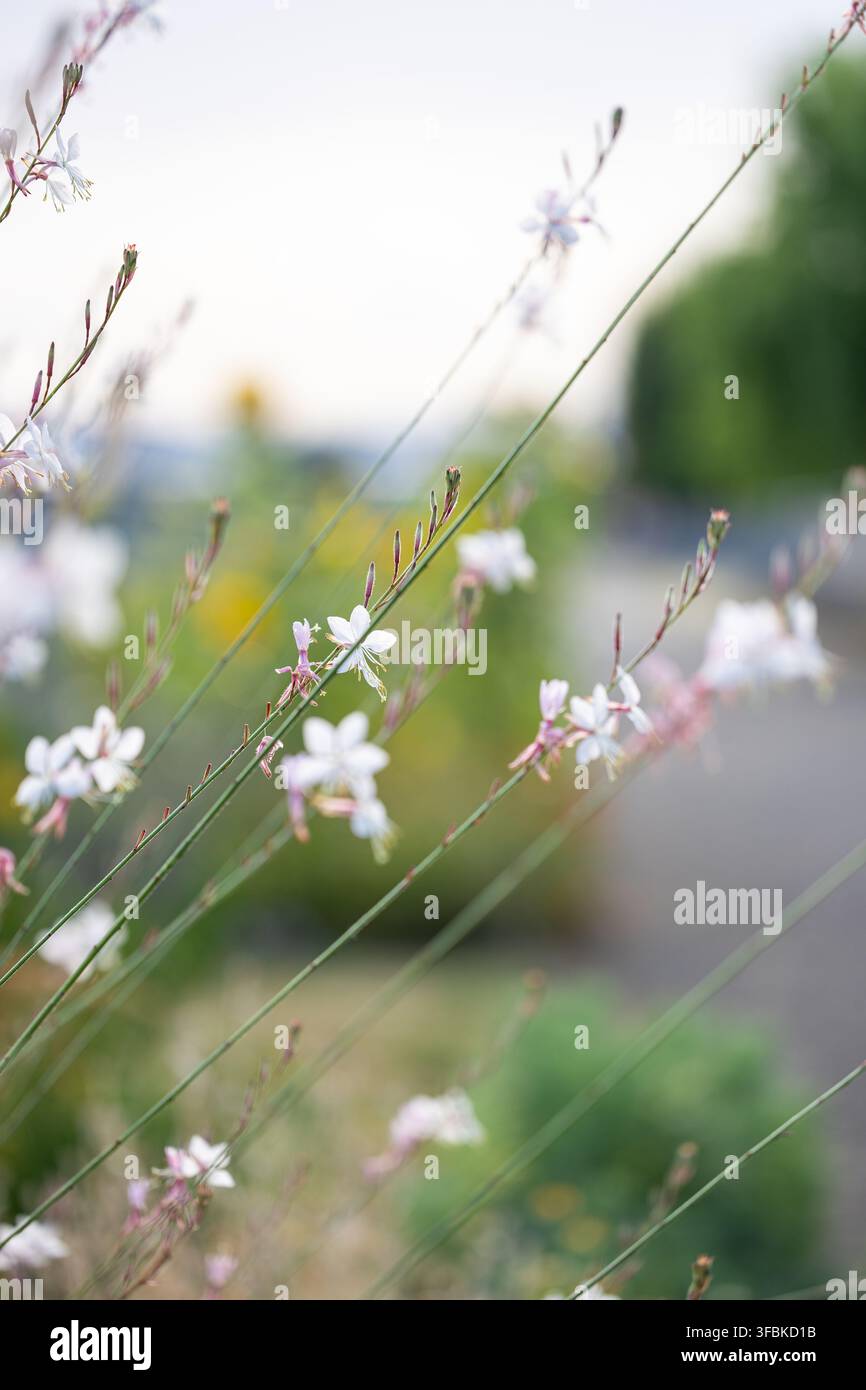 Delicati fiori selvatici bianchi in fiore in un giardino Foto Stock