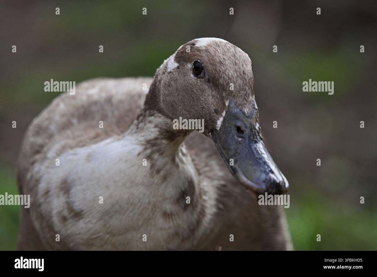 Ritratto in primo piano di una papera indiana grigia con il becco scuro, fotografata all'aperto con luce naturale. Foto Stock