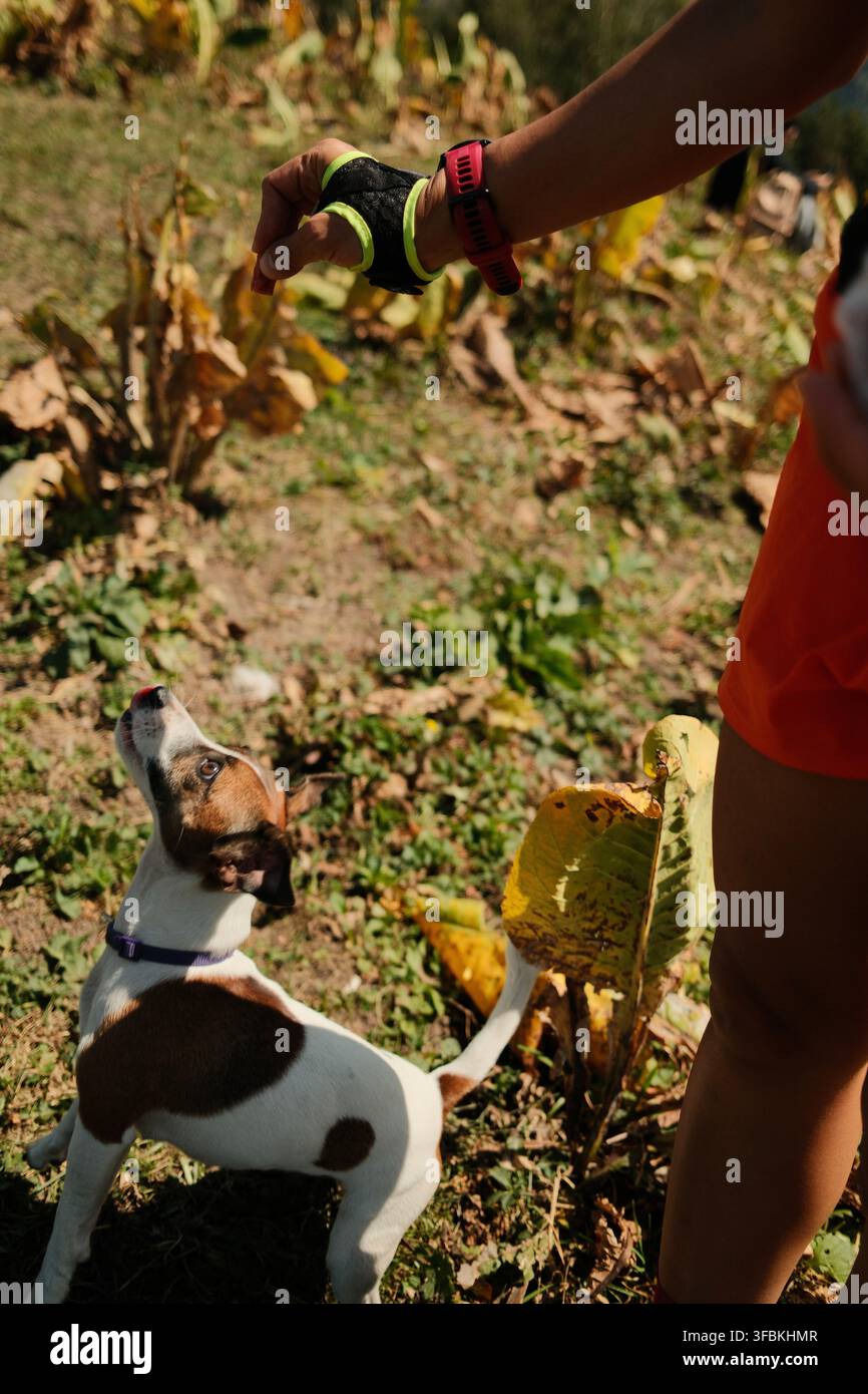 Scena di viaggio all'aperto tranquilla che rappresenta compagnia, relax, natura, escursioni e memoria con il cane Foto Stock