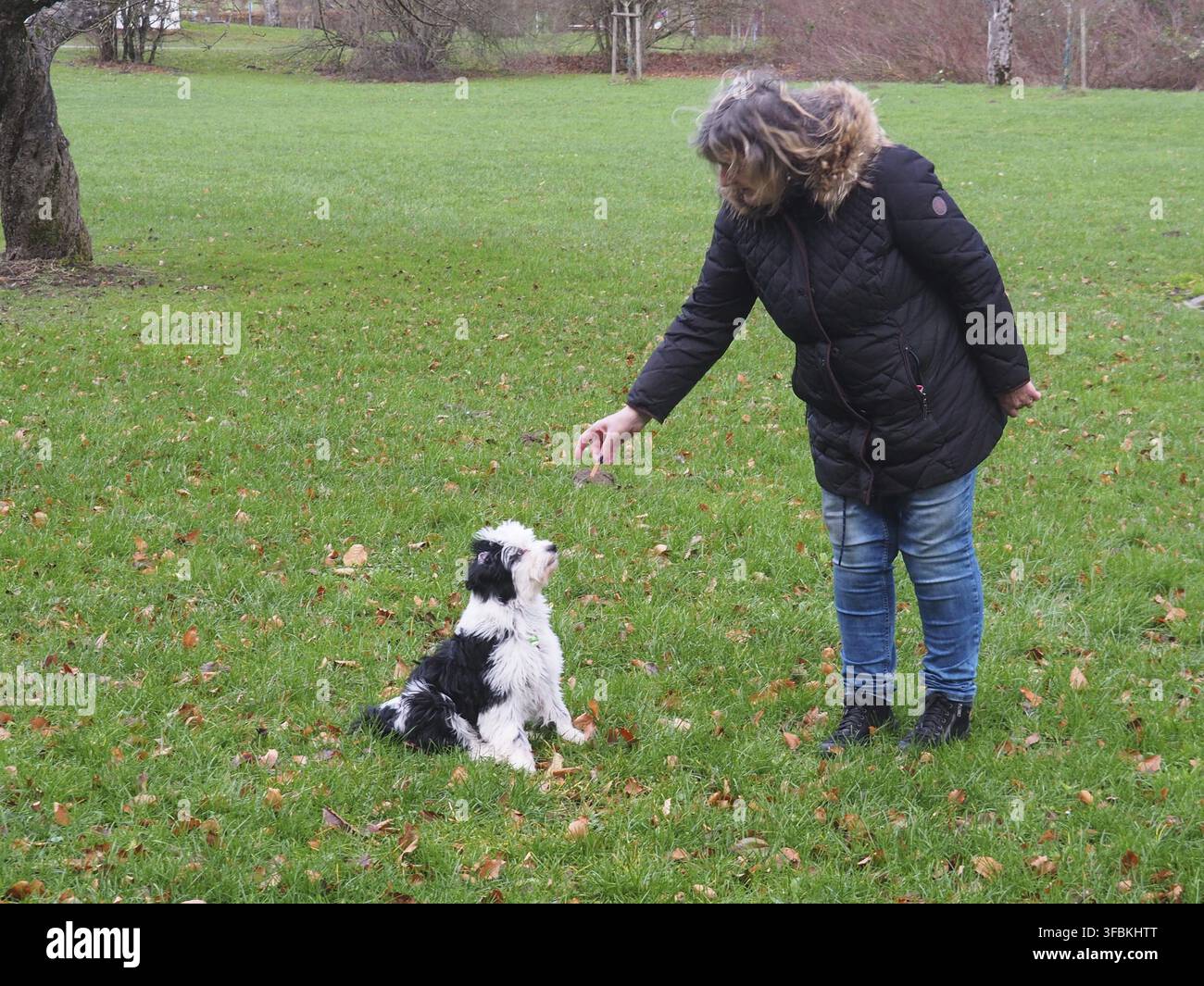 Un cucciolo di tibetan terrier impara i primi comandi nel addestramento del cucciolo: Seduto, seduto, vieni Foto Stock