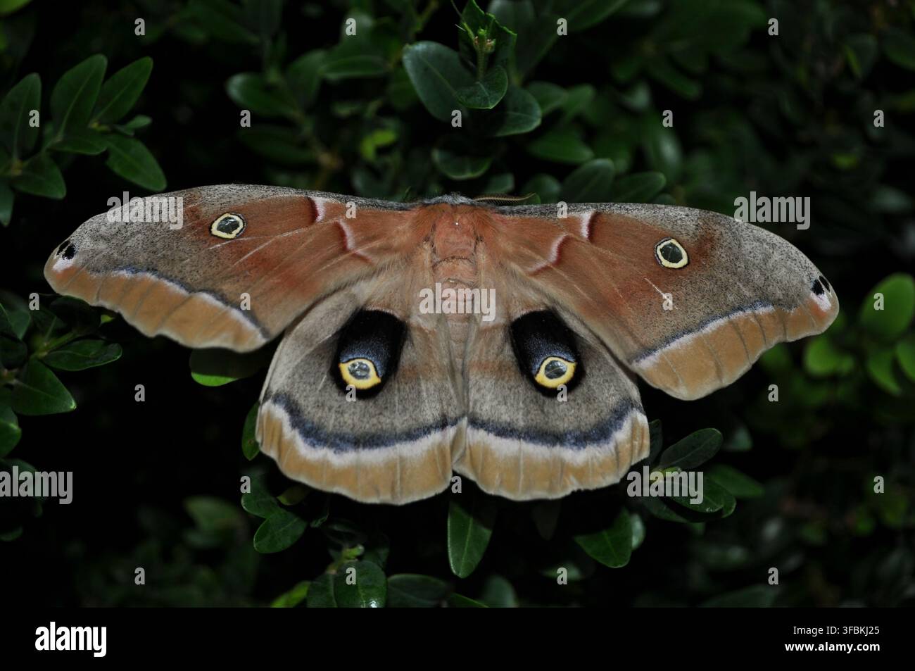 Farfalla Polyphemus allevata in casa (Antheraea polyphemus) in riposo su fogliame verde, con macchie oculari distintive sulle ali. Foto Stock