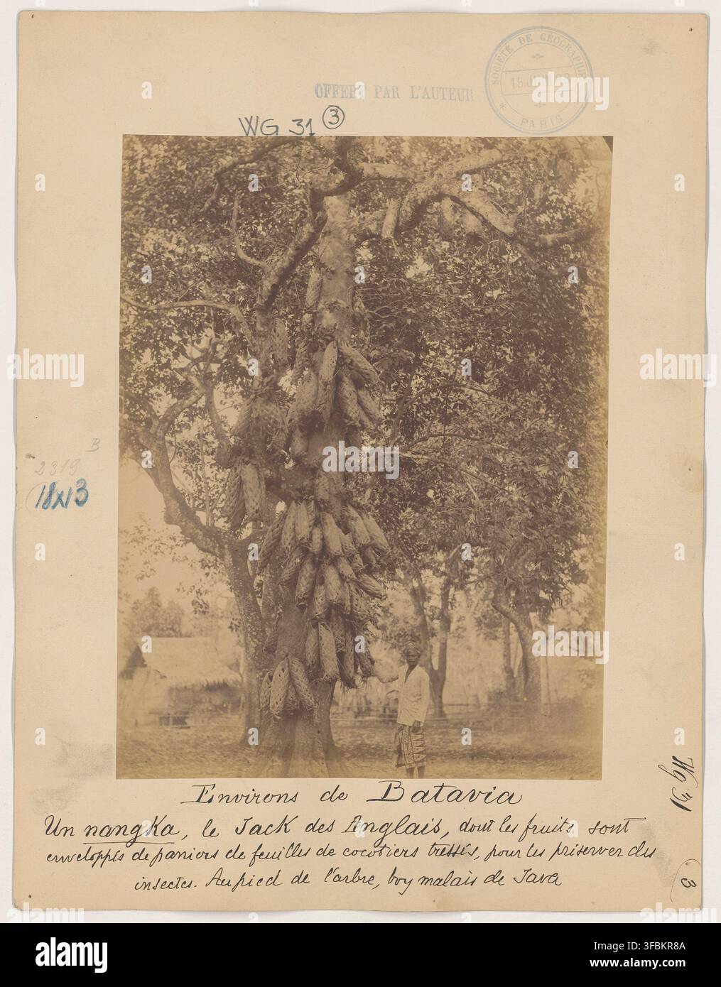 Un albero nangka, noto anche come albero di jackfruit, con frutti ricoperti di cesti di foglie di cocco per proteggerli dagli insetti, di Xavier Brau de Saint-Pol Lias, fotografo francese, nei pressi di Batavia, Giava, 1888. Foto Stock