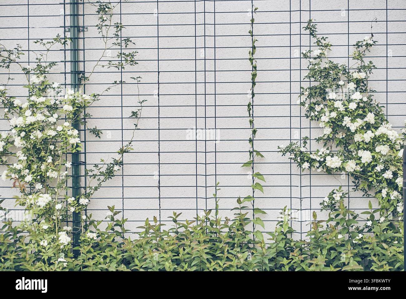 La rosa è una banksia riccia. È un arbusto, non ha spine ed è facile da curare. Da aprile a maggio, fiori doppi bianchi si arricciano sul muro Foto Stock