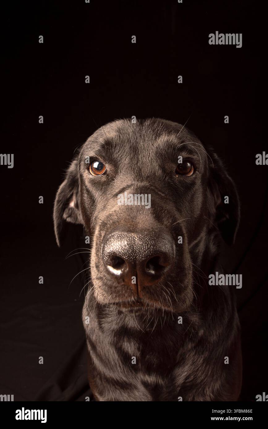 Un ritratto frontale simmetrico di un Labrador nero che guarda direttamente la fotocamera su uno sfondo nero solido. Foto Stock