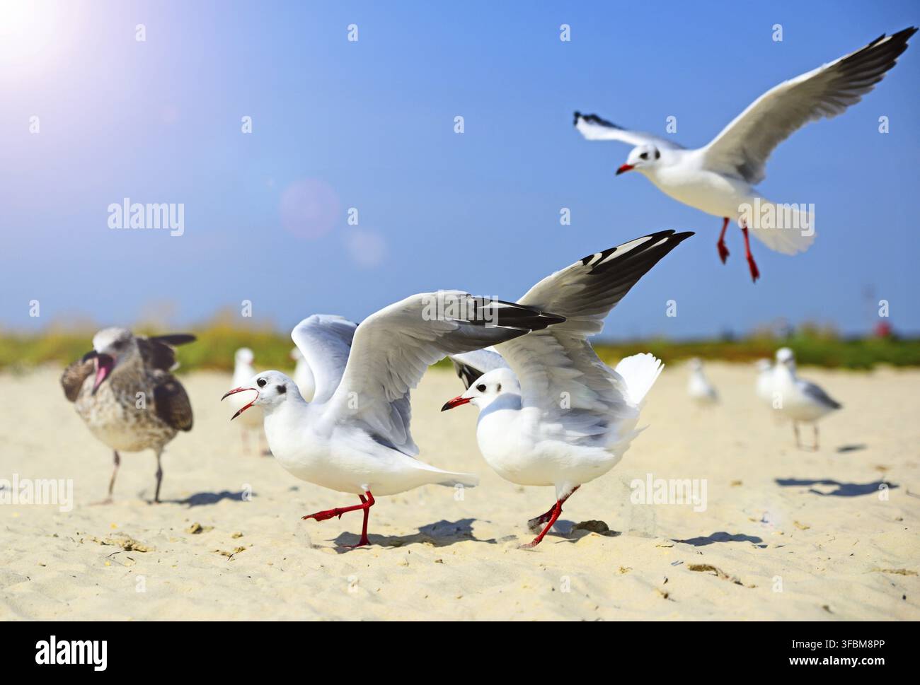 Gabbiani a piedi e wave le loro ali lungo la riva sabbiosa su un giorno di estate Foto Stock