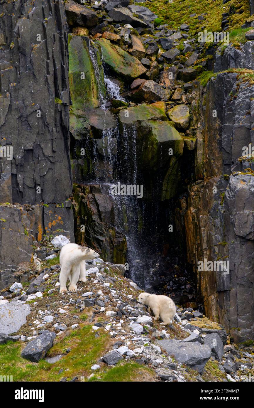 Femmina di orso polare con cucciolo su una scogliera rocciosa verde con una cascata in estate, senza neve, senza ghiaccio. Svalbard. Foto Stock