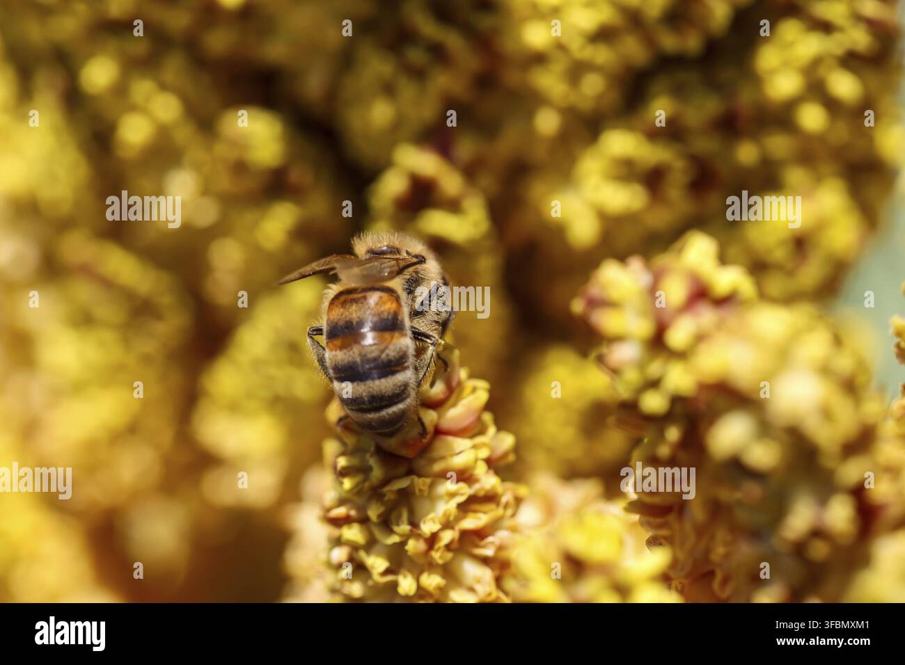 Una cosiddetta ape asina sui fiori di una palma Foto Stock