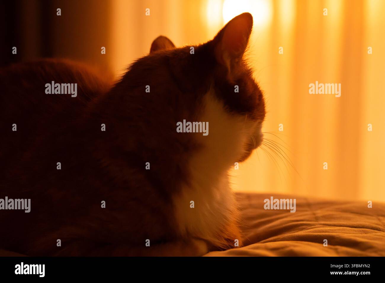 Gatto nella luce soffusa del tramonto all'interno di una stanza buia. Comfort e calore. Un'atmosfera domestica pacifica e una rilassante quiete creano una scena serale accogliente. Foto Stock