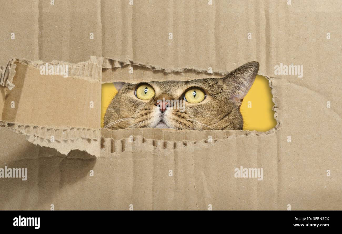 La museruola di un gatto grigio dalle orecchie dritte sporge da un foro lacerato in carta marrone, guardando verso l'alto Foto Stock