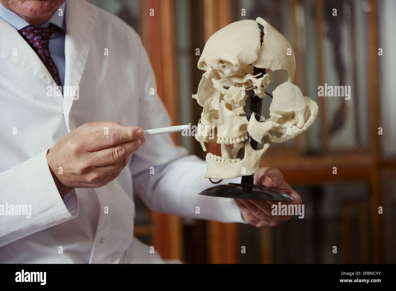 Scienziato caucasico di mezza età che indica un modello anatomico di cranio umano in laboratorio. Immagine adatta per l'educazione medica, la scienza forense e i materiali didattici di biologia Foto Stock