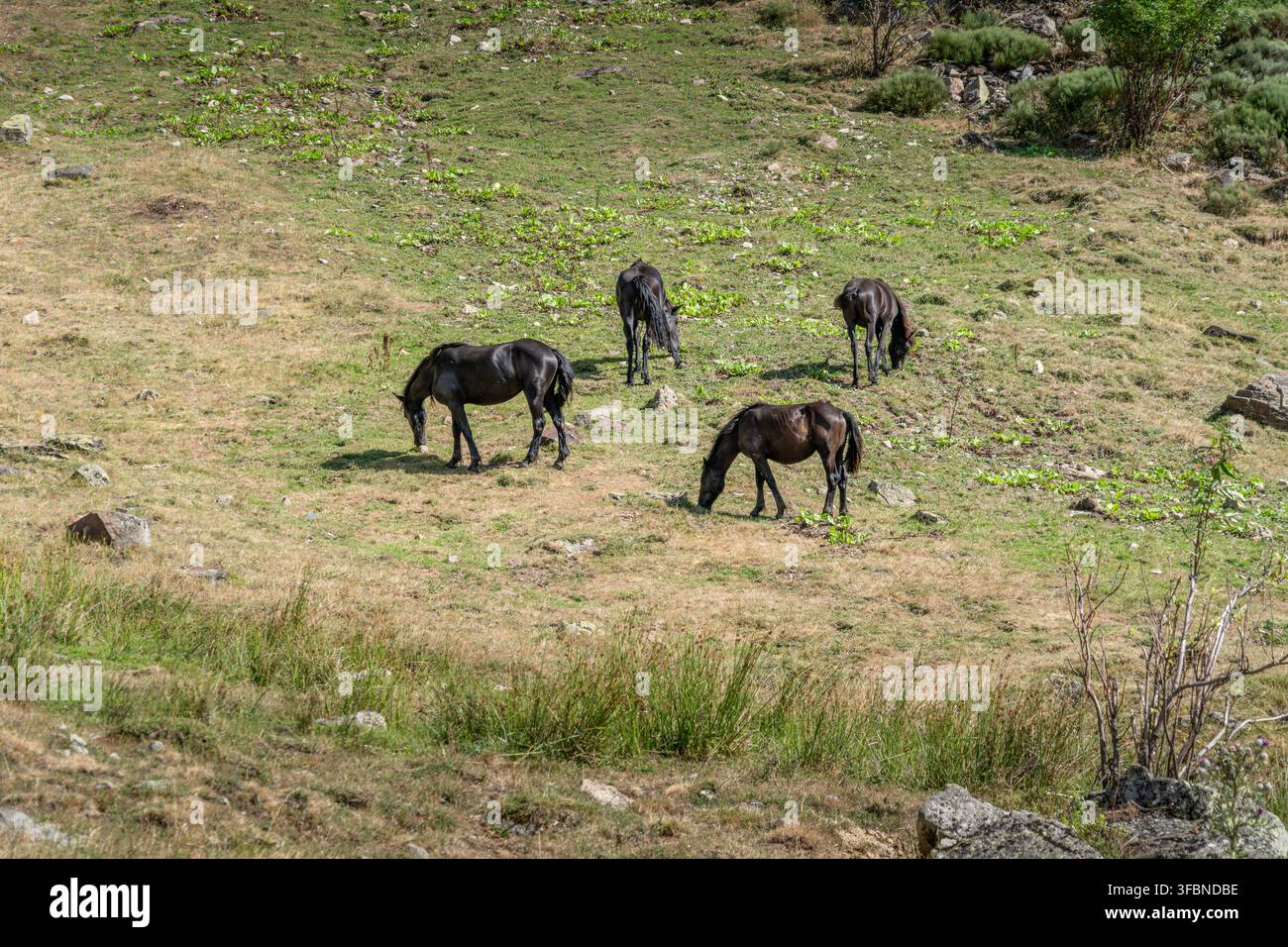 Cavalli neri che pascolano su un pendio di prato montano, animali domestici che mangiano erba, campo erboso, scena naturale all'aperto in campagna Foto Stock