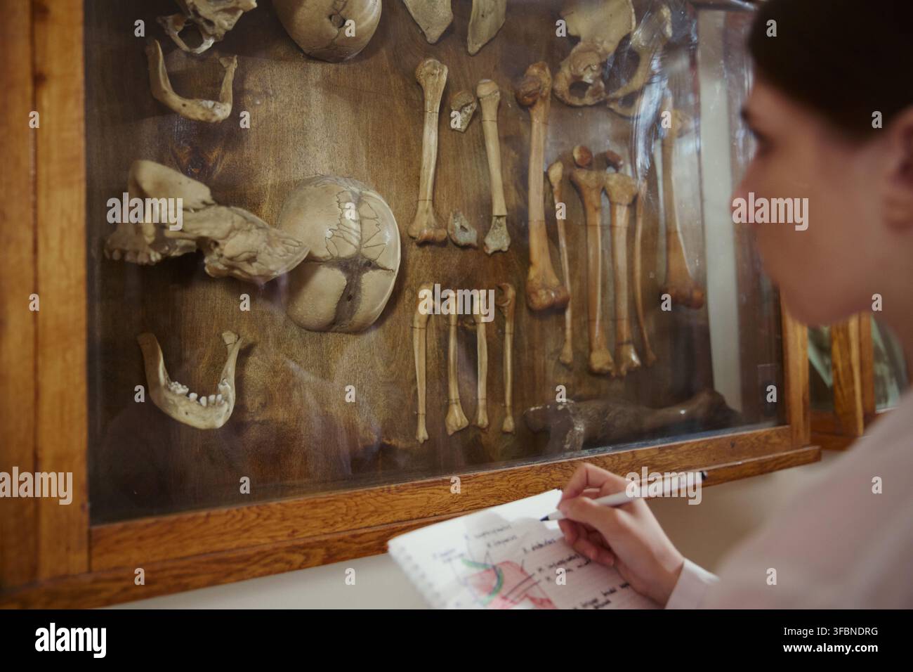 Studentessa universitaria caucasica giovane che prende appunti davanti a una mostra di resti scheletrici. Immagine adatta per l'educazione universitaria e il marketing della ricerca in anatomia Foto Stock