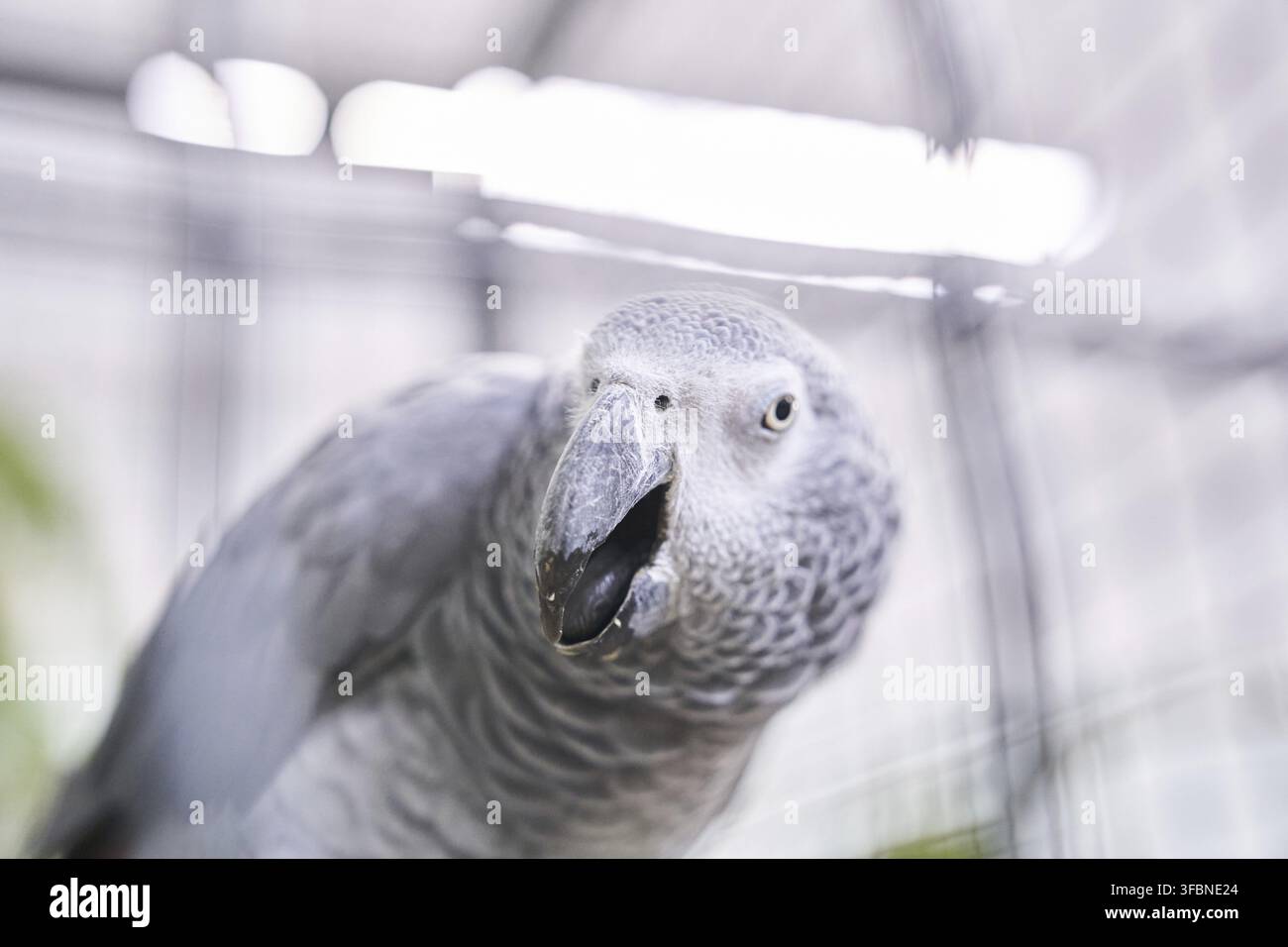 Un bellissimo pappagallo grigio africano, un animale domestico popolare, è seduto in una gabbia. Ritratto di Jacko il pappagallo. Pappagallo grigio con spazio di copia. Foto Stock