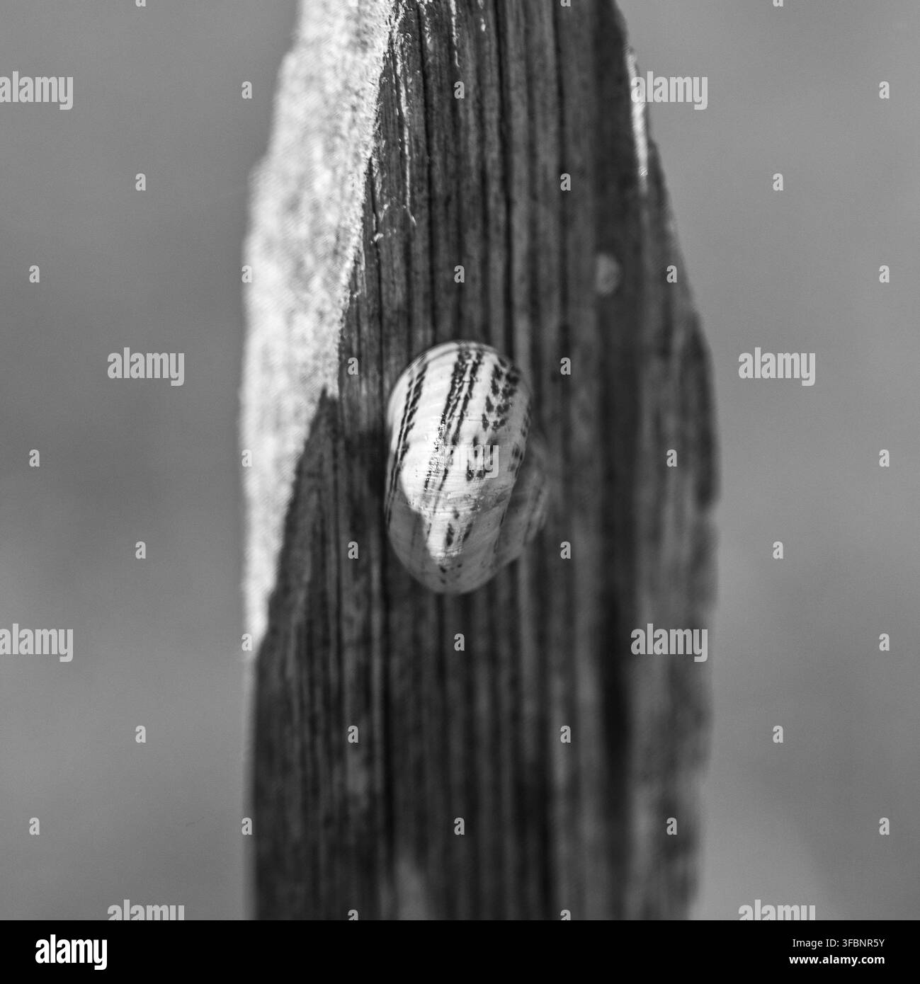 Singola conchiglia di lumaca su un palo di legno stagionato Foto Stock