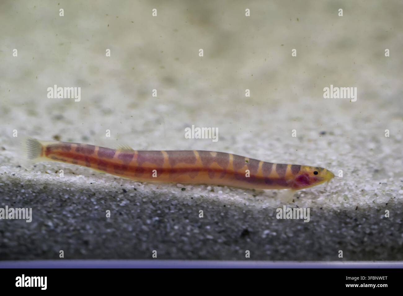 Un piccolo pesce veloce simile a un'anguilla nell'acquario Foto Stock
