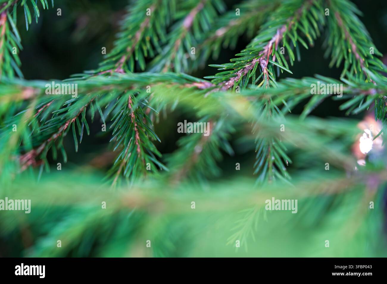 I rami di abete verde sono una scelta ideale per creare uno sfondo con un tema forestale, natalizio o botanico. Foto Stock