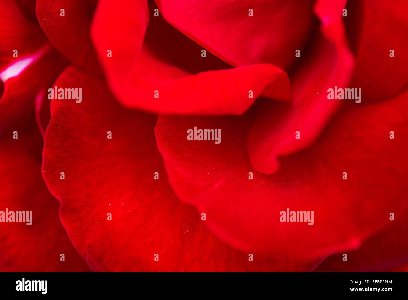 Macro close-up di un bocciolo di rosa rossa. Sfondo floreale romantico con petali morbidi, perfetto per San Valentino, l'amore e i temi della natura. Foto Stock
