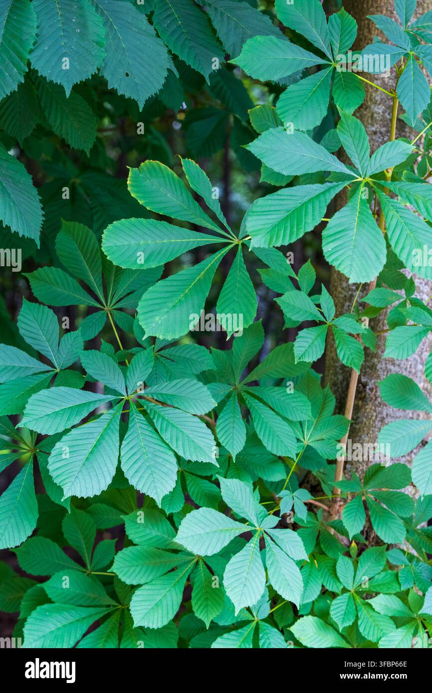 Foglie verde brillante di castagno in un ambiente boschivo. Foto Stock