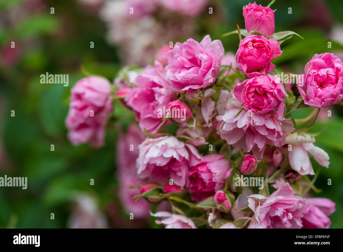 Giardino di cespugli di rose in fiore con fiori rosa. Foto Stock